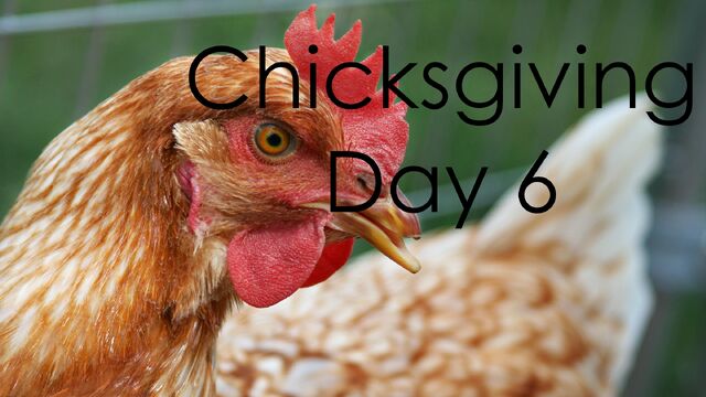 File:ChicksgivingDay6.jpg