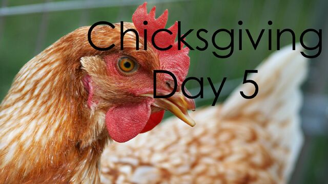 File:ChicksgivingDay5.jpg