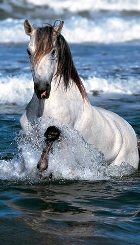 File:Horse.jpg