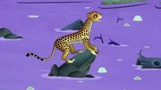 Images cheetah mom