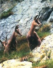 Kàshirtèsén.jpg