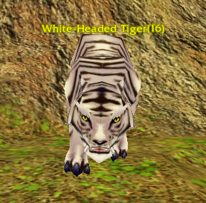 White-Headed Tiger