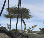 Mother tree above