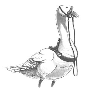 Lester 300px
