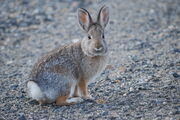 Nuttall's Cottontail