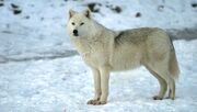 Artic Wolf