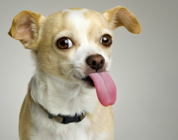 File:Tomsdog.png