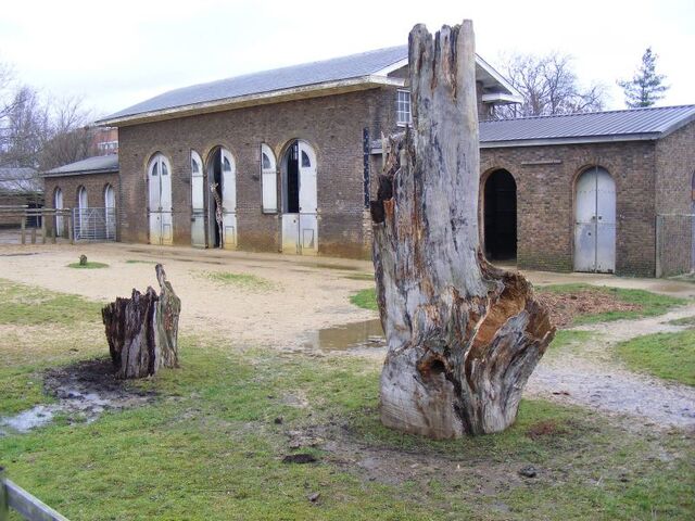 File:Giraffes.jpg