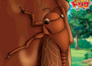 ChocoCicada