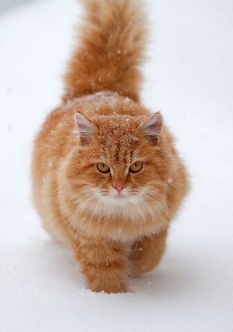 File:Kittykityy.jpg