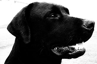 Ficheiro:Labrador.jpg