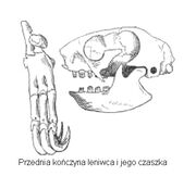 Czasz leniw