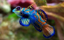 8589130442325-rainbow-fish-wallpaper-hd