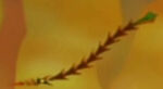 ParaskeviStunned