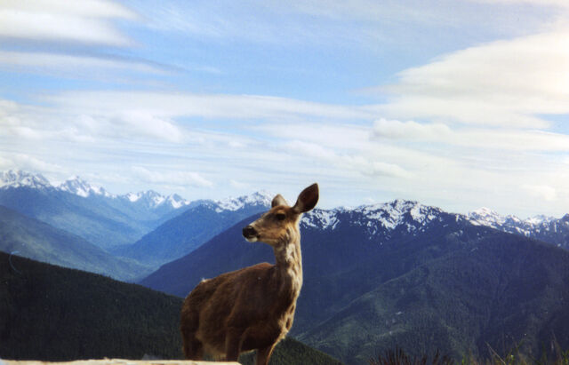 File:Deer and Olympic Mountains.jpg