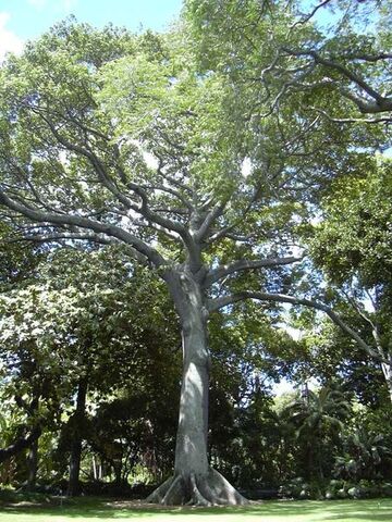 File:450px-Kapok tree Honolulu.jpg