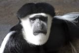 Colobusmonkey