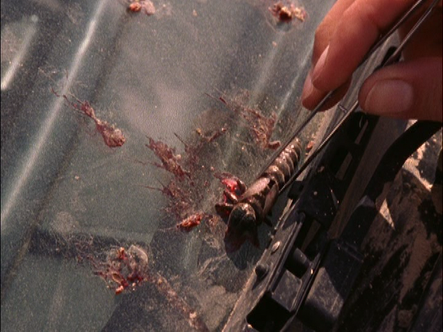 File:Termaggots.png