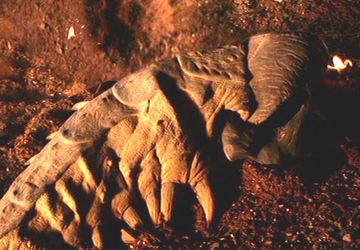 File:Graboid hatchling.jpg
