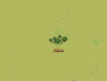 Camp on forest