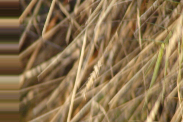 File:Distorted Grass.jpg