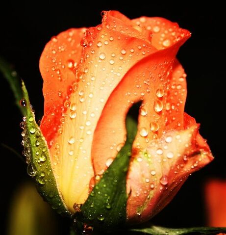 File:Orange Rose.jpg