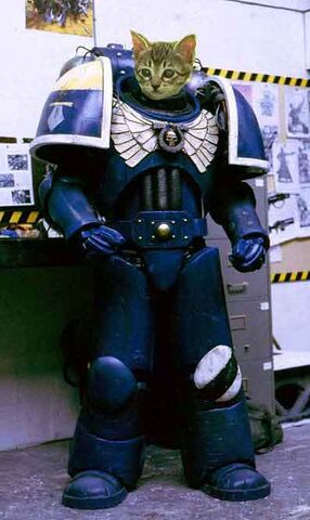 파일:Catmarine.jpg