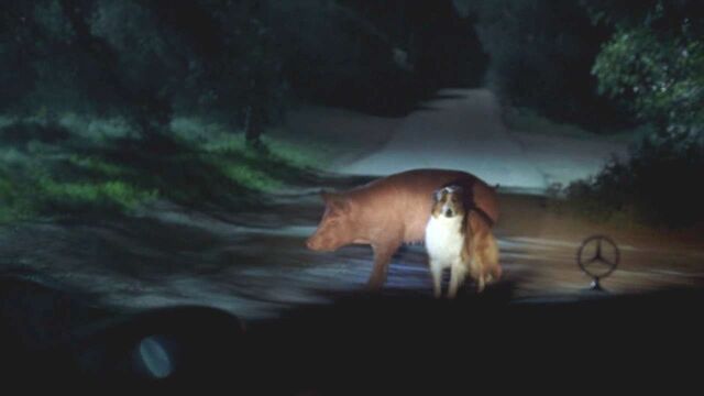 File:Pig-and-dog.jpg