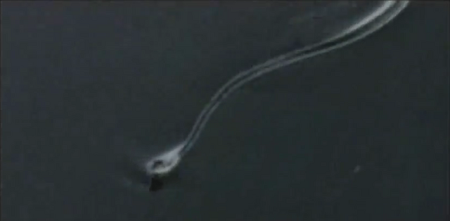 File:OP-credits002.png