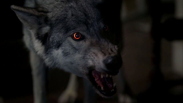 File:The trueb werewolf.jpg