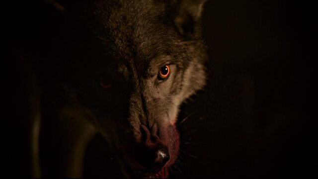 File:Female wolf.jpg