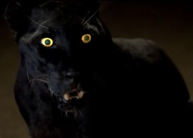 File:Panther.jpg