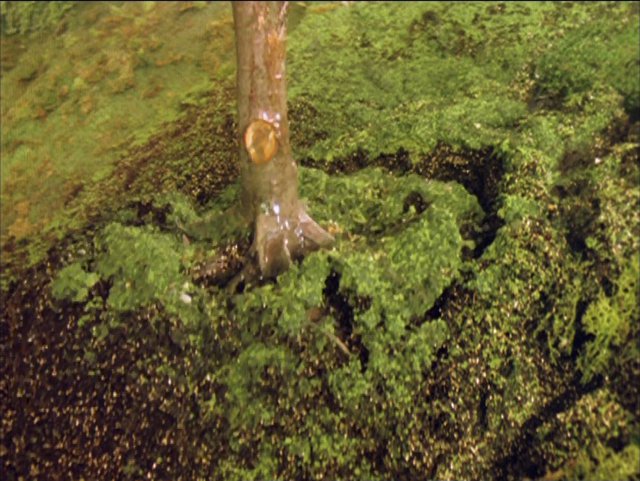 File:JamesandtheTroublewithTrees48.png