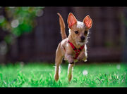 SuperPup