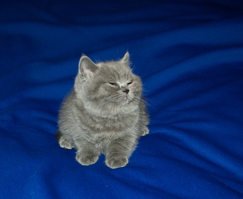 Tumblr nc4a6hq7TU1ti36jbo1 500