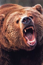 Bear form