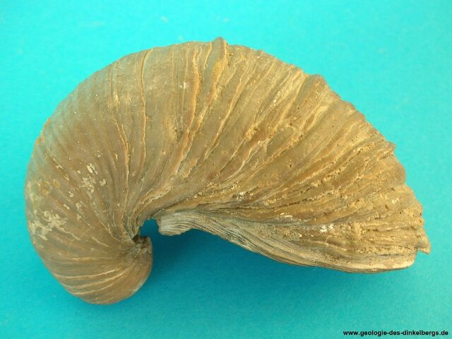 Plik:Gryphaea.jpg