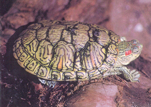 Category:Taxonomy Classification: | Turtle Wiki | Fandom powered by Wikia