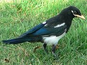 Pica nuttalli 08036