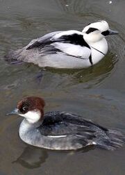 Smew 600pix