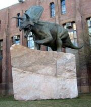Torosaurus