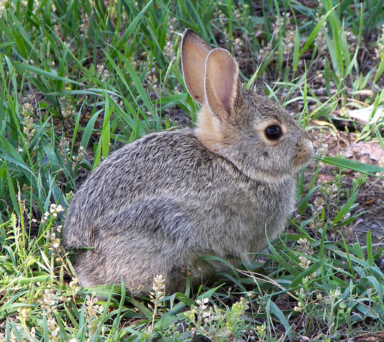 File:Rabbit in montana-1-.jpg