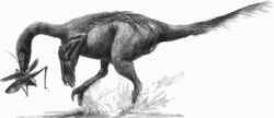 Troodont
