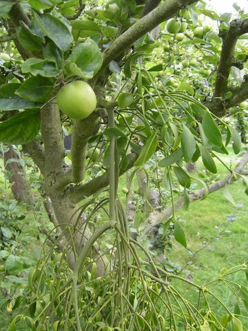 File:Mistletoe.jpg