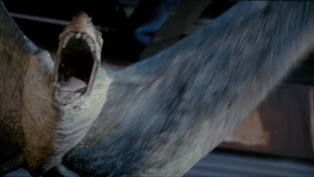 Anurognathus