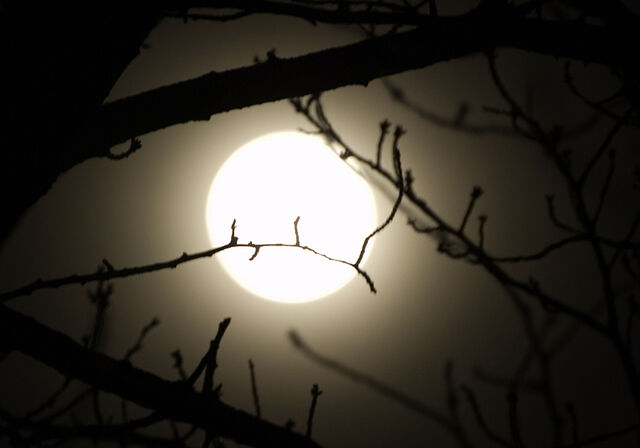 File:Twigs with moon.jpg