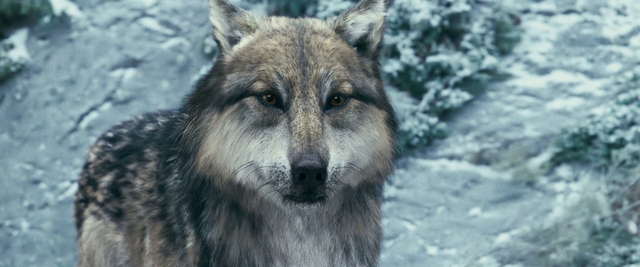 File:Werewolves 12.png