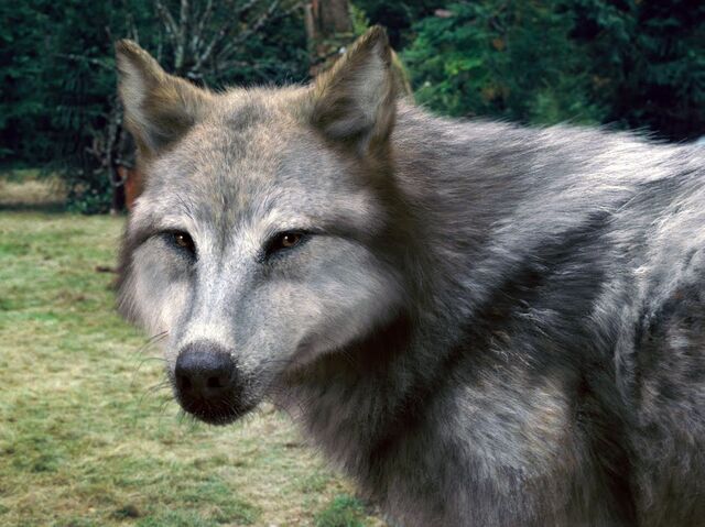 File:Werewolves 11.jpg