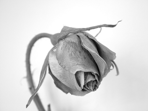 File:Sh.jpg