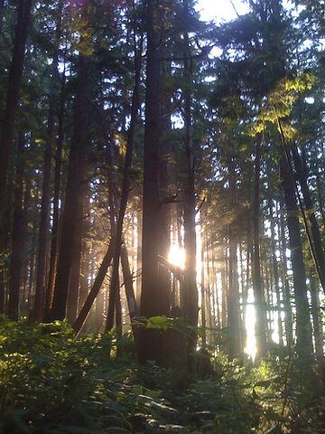 File:Rainforest sunset.jpg